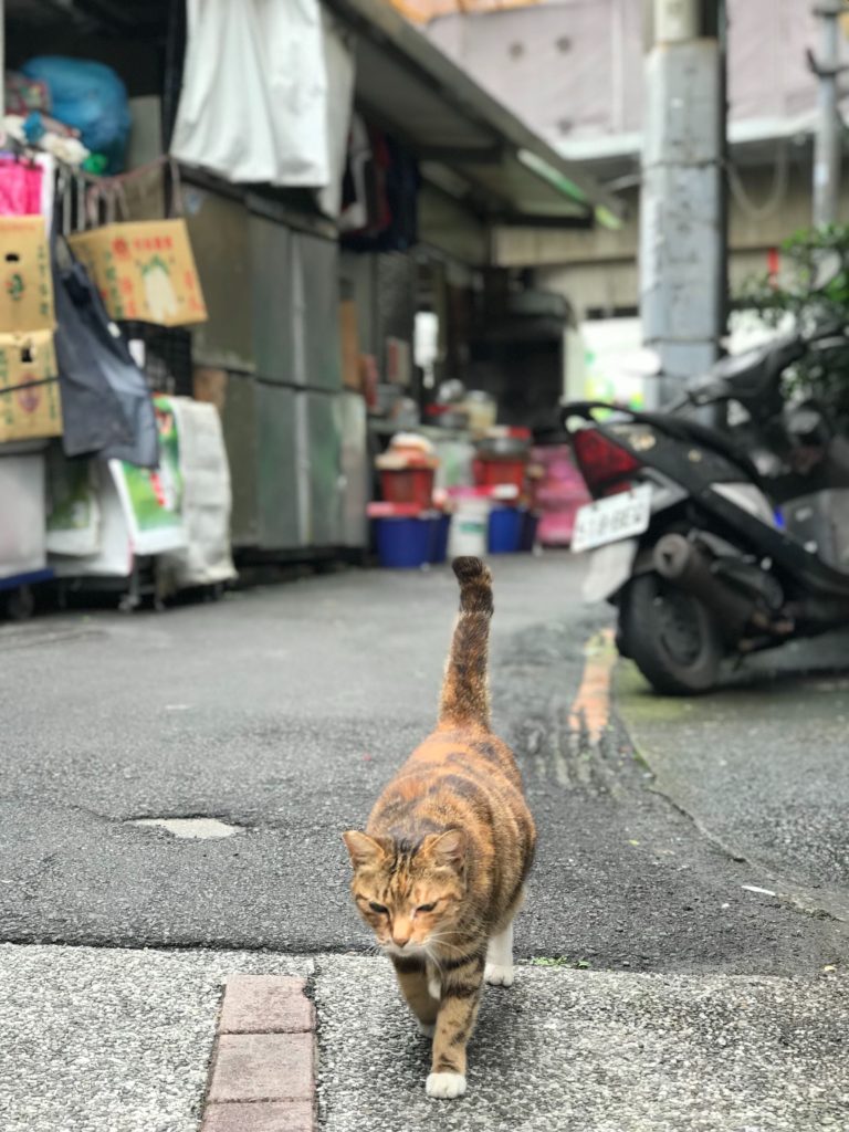 台湾のネコ