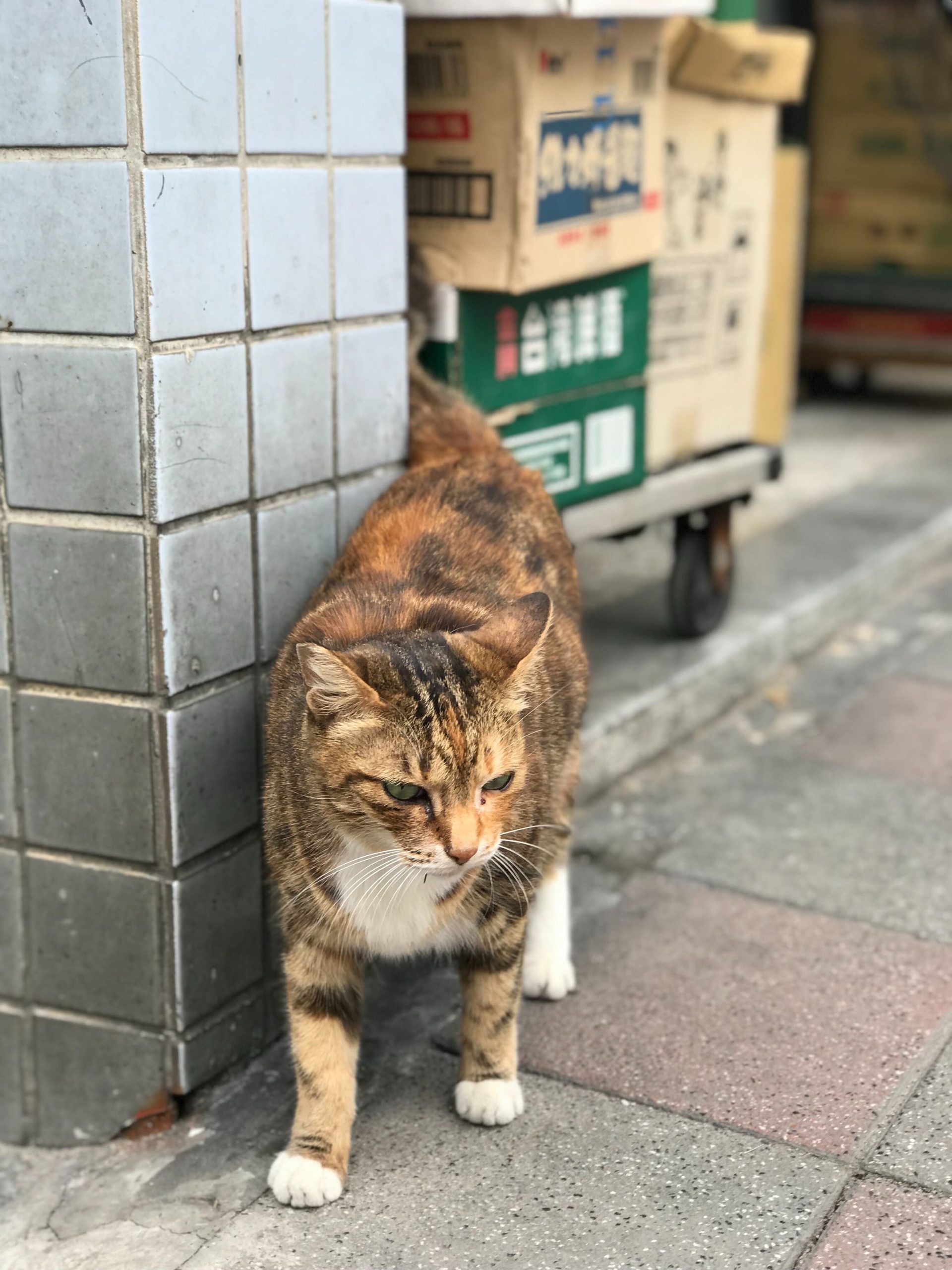 台湾のネコ