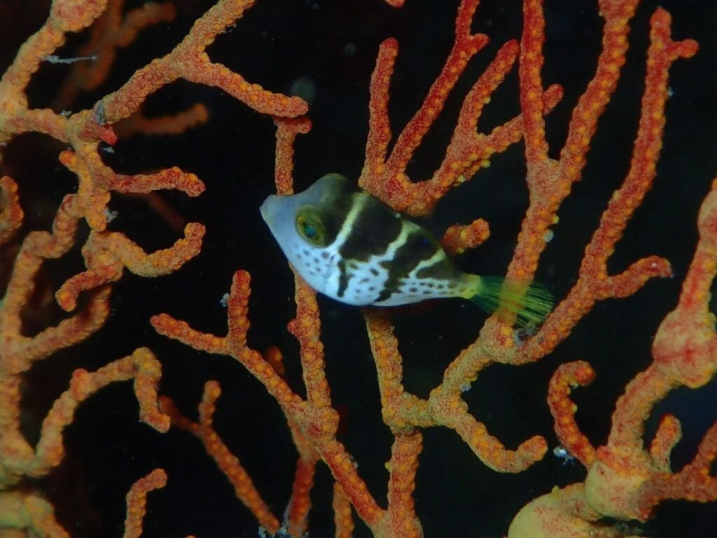 台湾　サンゴ