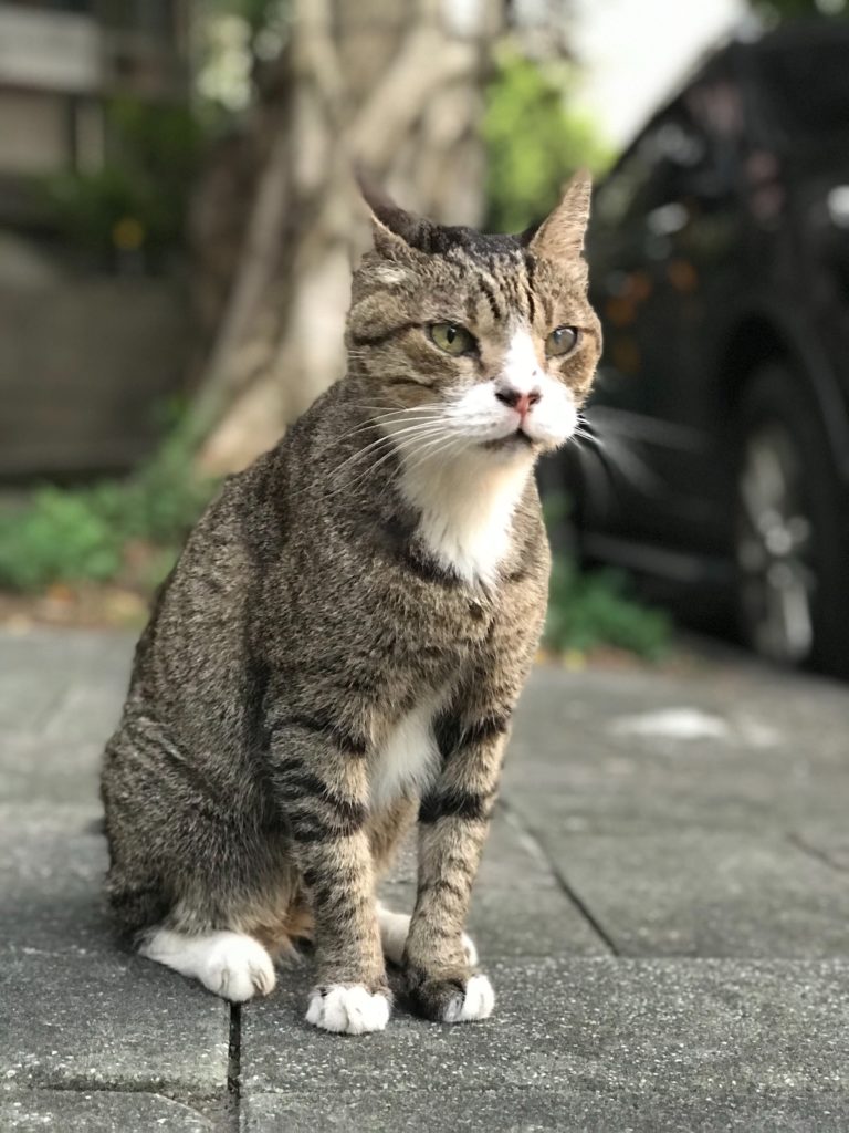 台湾の野良猫