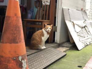 台湾の猫