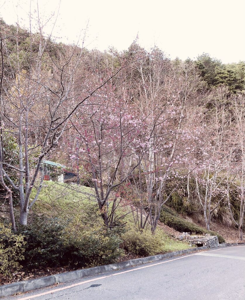 台湾の桜