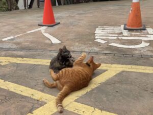台湾猫の喧嘩
