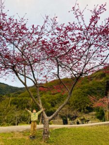 台湾桜キャンプ