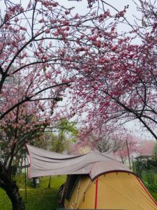 台湾桜キャンプ